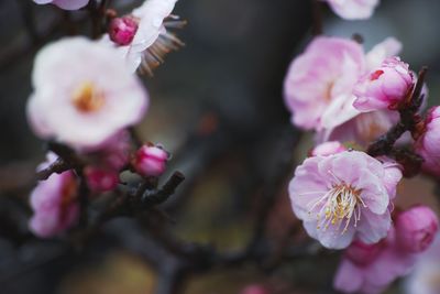 Close-up of pink flowers blooming outdoors