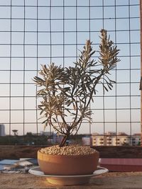 Close-up of potted plant on table against sky