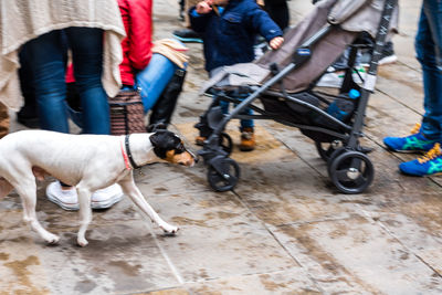 Low section of man with dog