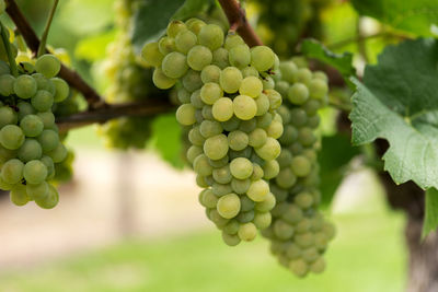 Close-up of grapes growing in vineyard