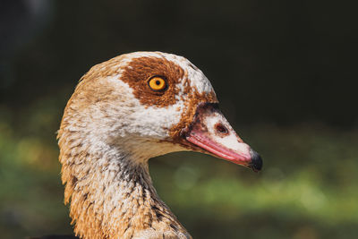 Close-up of a bird looking away