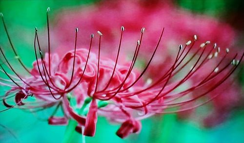 Close-up of pink flowering plant