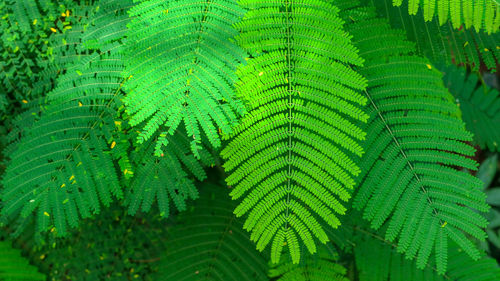 Close-up of green leaves