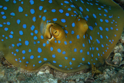 Close-up of turtle swimming in sea