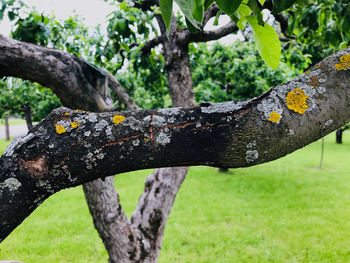 Close-up of lichen on tree trunk