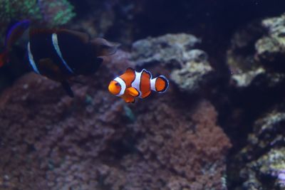 Fish swimming in sea