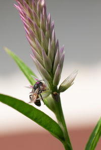 Close-up of insect on flower