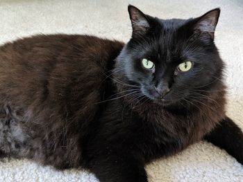 Portrait of black cat relaxing on floor