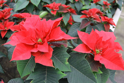 Close-up of red flowers blooming outdoors