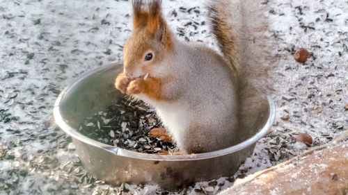 Close-up of squirrel eating food