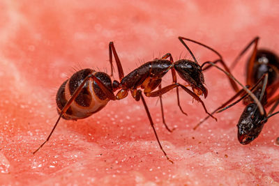 Close-up of insect