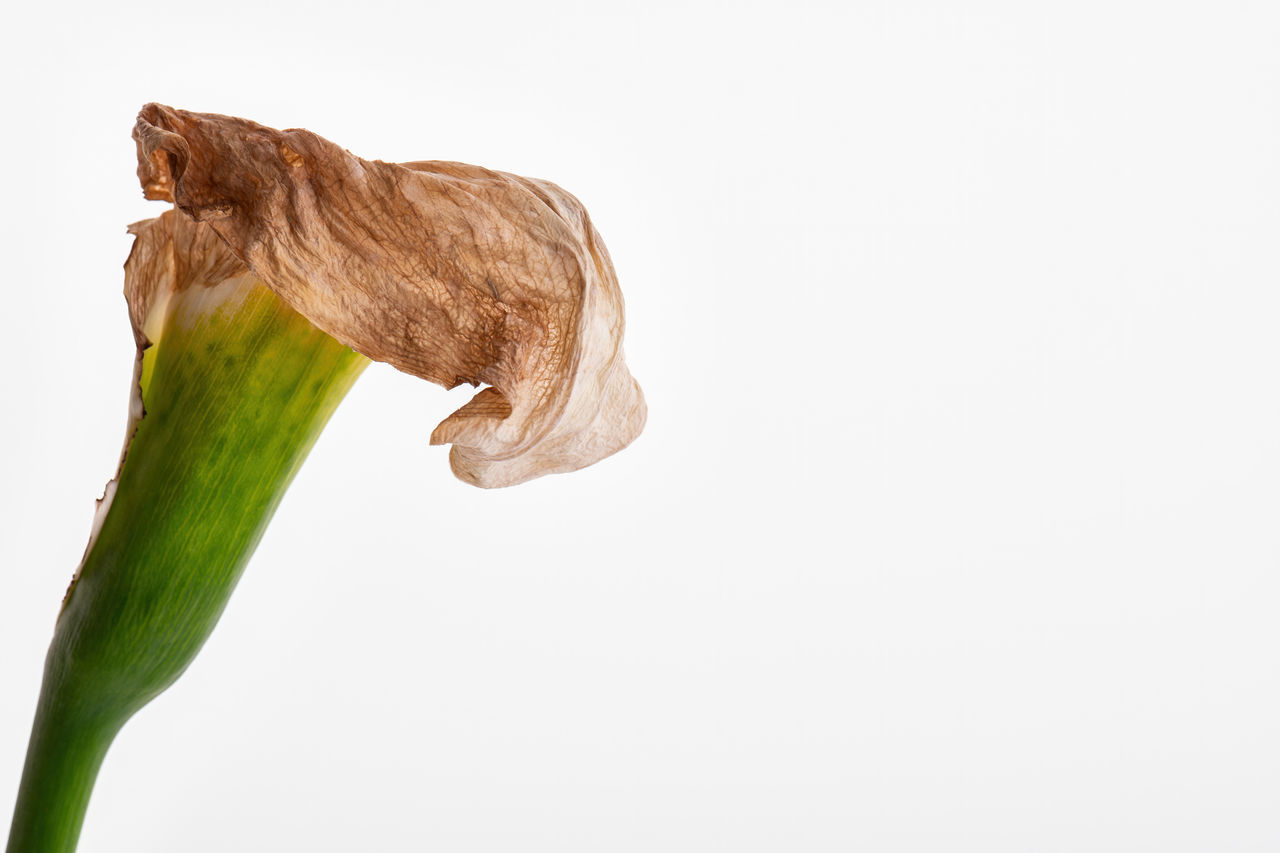 studio shot, copy space, white background, freshness, indoors, leaf, food, no people, vegetable, plant, flower, food and drink, close-up, cut out, nature, produce, healthy eating, green, wellbeing, single object, one animal, plant stem