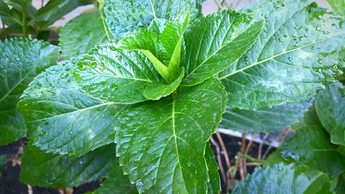 Close-up of wet leaves of plant