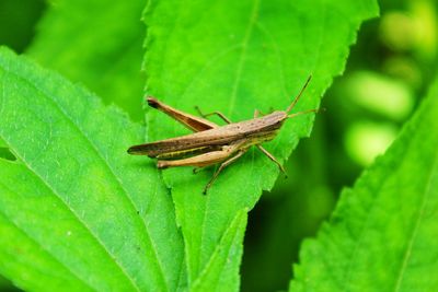 Close-up of insect on leaf
