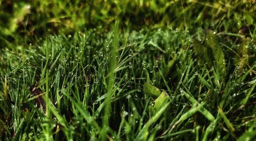 Close-up of wet grass on field