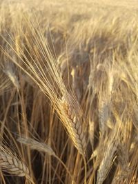 Close-up of crop growing on field