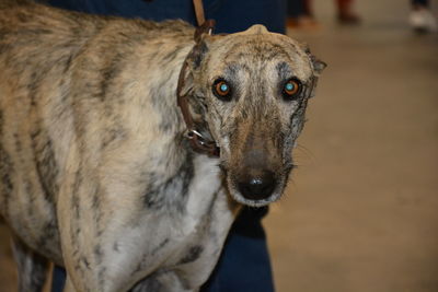 Close-up portrait of dog