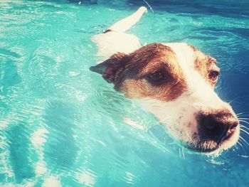 Dog swimming in backyard swimming pool