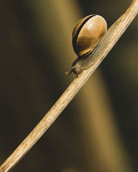 Close-up of snail