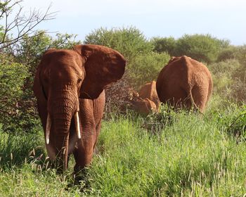 Elephant in a field