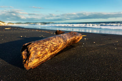 Close-up of driftwood on beach against sky