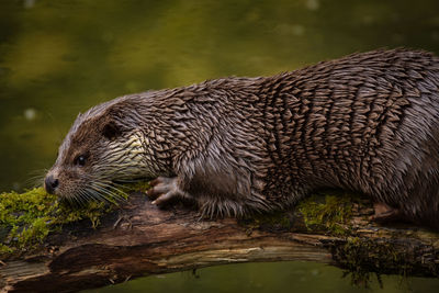 Side view of otter in the wild