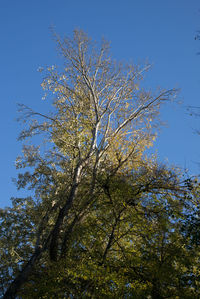 Low angle view of flower tree against clear blue sky