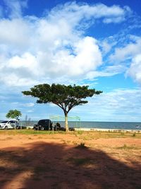 Palm trees on beach