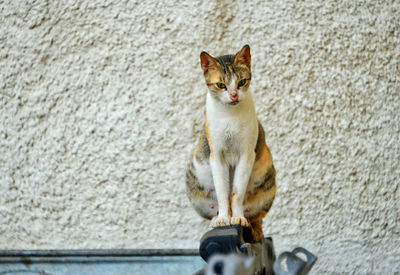 Portrait of cat sitting against wall