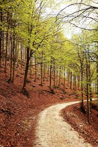 Dirt road amidst trees in forest