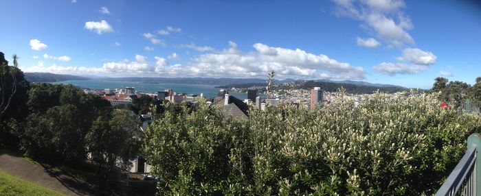 Trees against blue sky and clouds