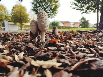 Close-up of stuffed toy on tree during autumn