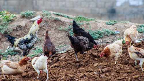 Birds on field