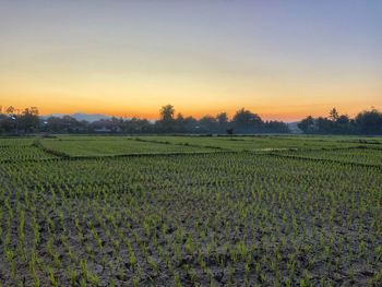 Scenic view of agricultural field against sky during sunset