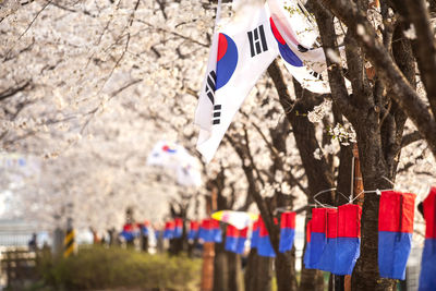 Korean flag at park