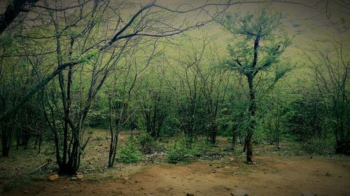 Trees on landscape