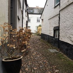 Plants outside house