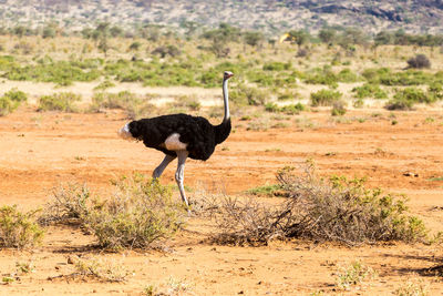 Side view of a bird standing on landscape