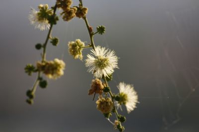 Close-up of flowering plant against sky