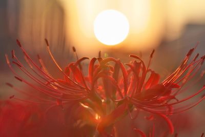 Close-up of red flower against sky during sunset