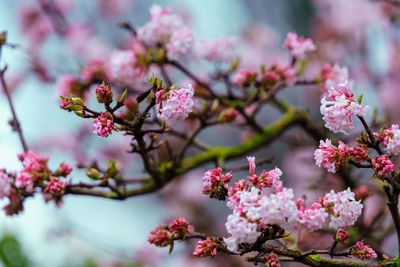 Pink trumpet