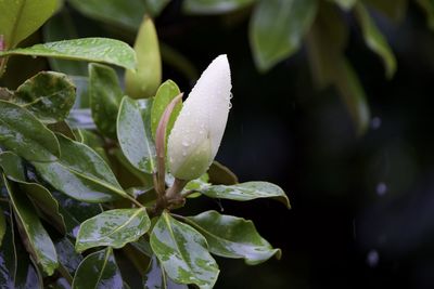 plant
