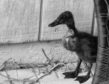 Close-up of bird