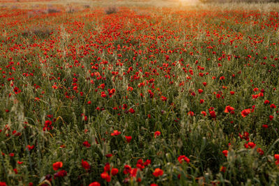 Close-up of flowers growing in field