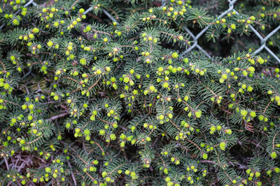 Close-up of yellow flowering plants