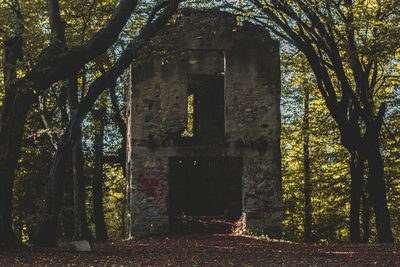 Trees by old building in forest