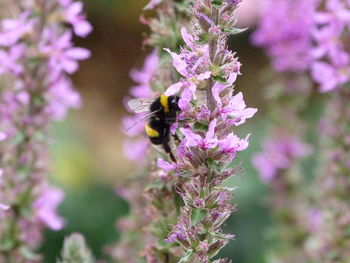 Close-up of bee on purple flowers