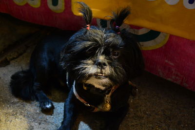 High angle portrait of a dog