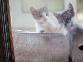 Cat looking through window