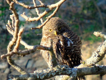 Close-up of iguana on tree